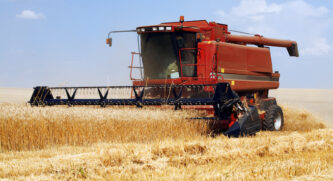 Combine harvesting wheat