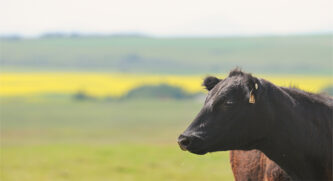 Cow standing in a green field